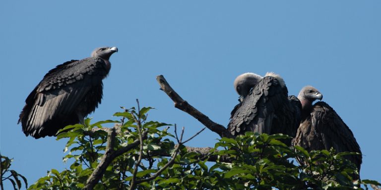 শকুন রক্ষায় মন্ত্রিসভায় প্রস্তাব অনুমোদন