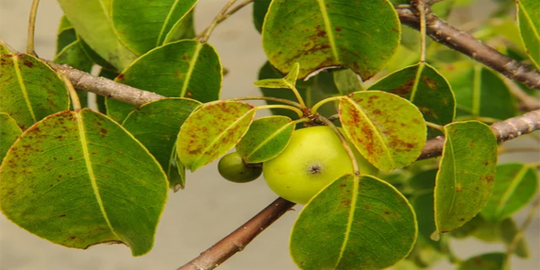 পৃথিবীর সব থেকে বিষাক্ত গাছ মাঞ্চিনেল