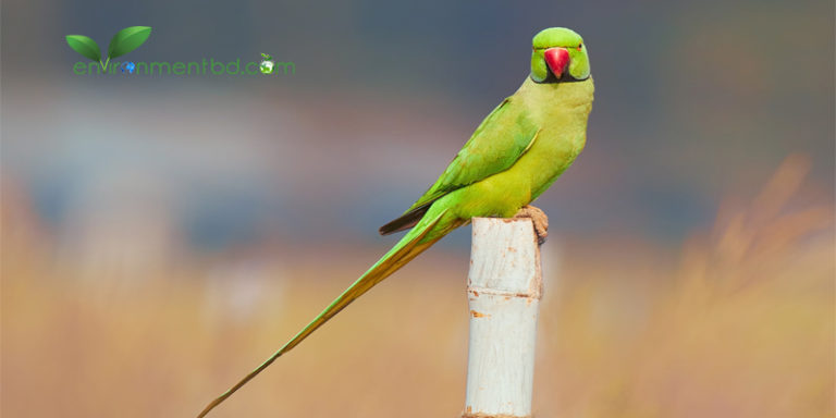 আফিমখোর টিয়ার অত্যাচারে অতিষ্ট চাষীরা