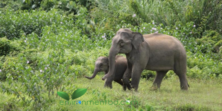 রোহিঙ্গা, কাল হয়ে দাঁড়ালো হাতিদের